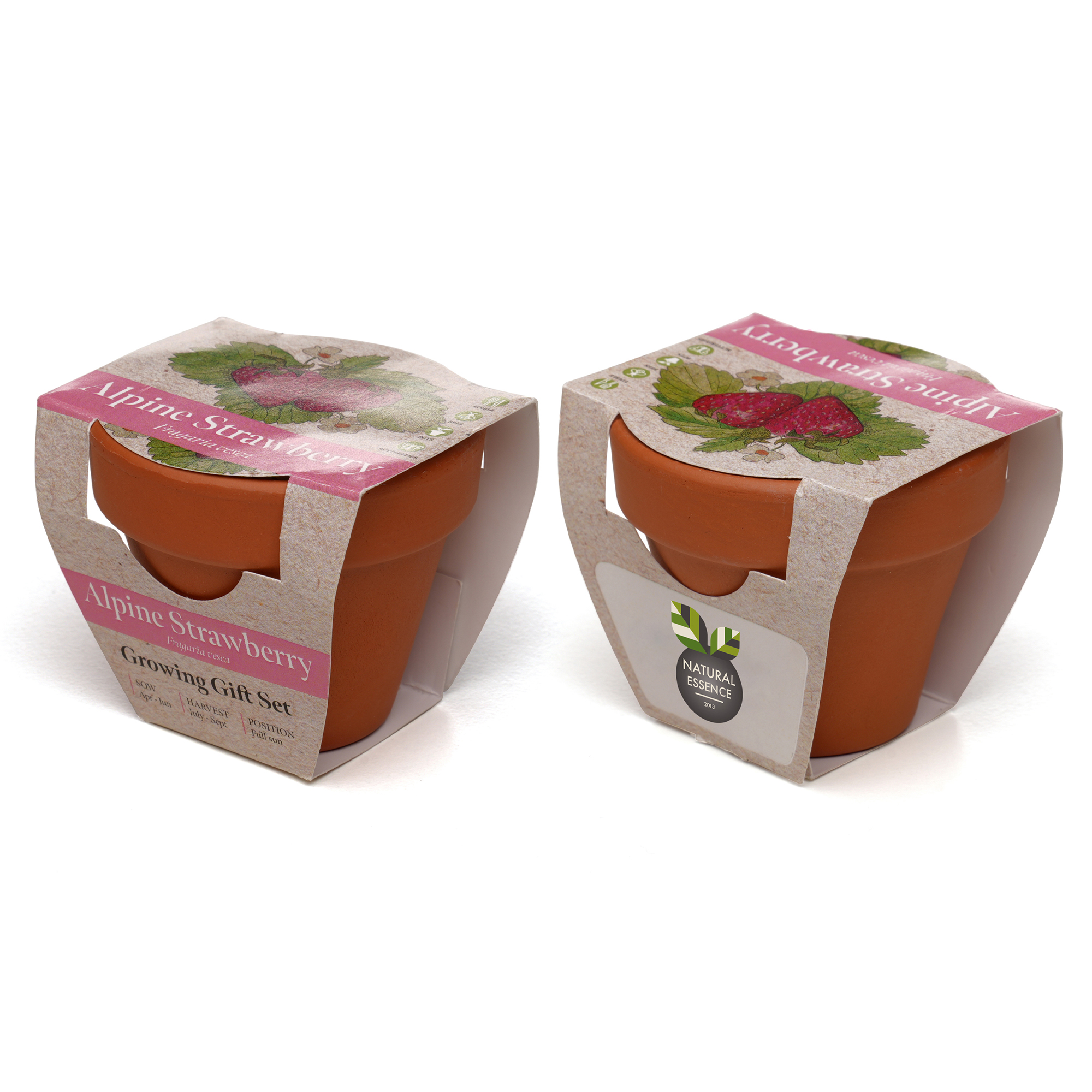 Standard Growing Gift with Mini Terracotta Pot